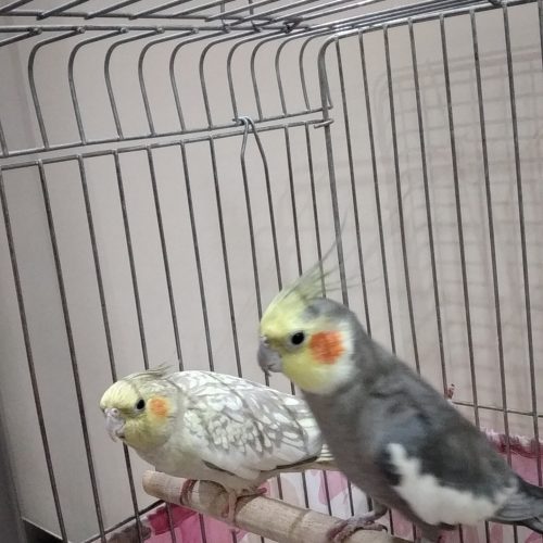 یک جفت عروس هلندی بالغ به همراه قفس و لانه