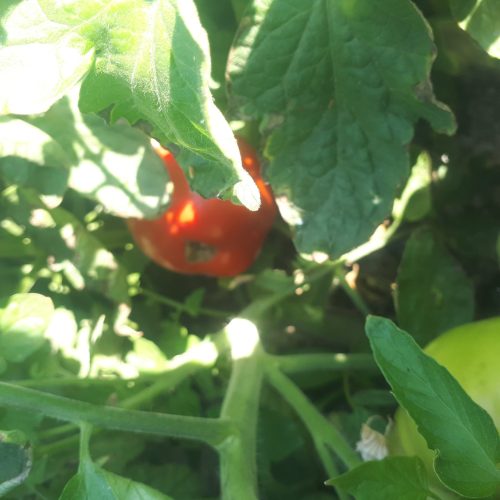 اجاره زمین گوجه