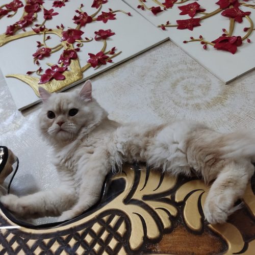 گربه زیبای پرزین