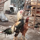 یک جفت لاری 20 ماهه بالغ تخم گزار