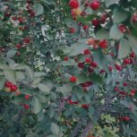 باغچه با درختان میوه