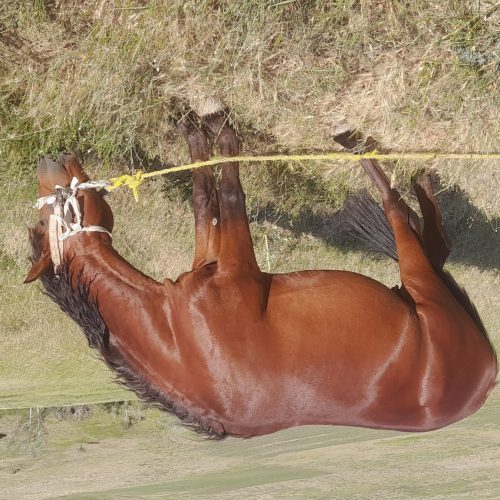 اسب 5 ساله قدرت مند وروش راه رفت یوتمه