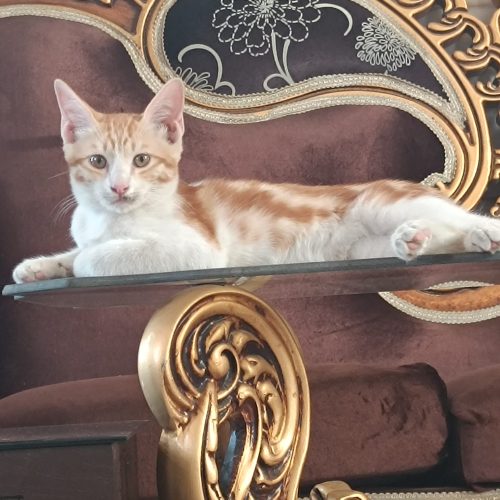 واگذاری گربه