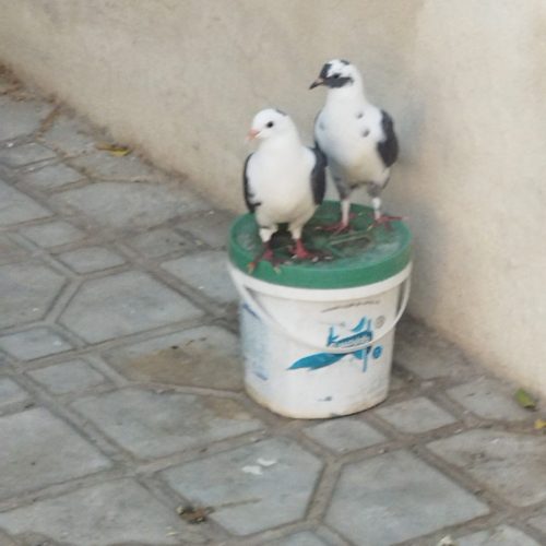 کبوتر همراه با قفسه