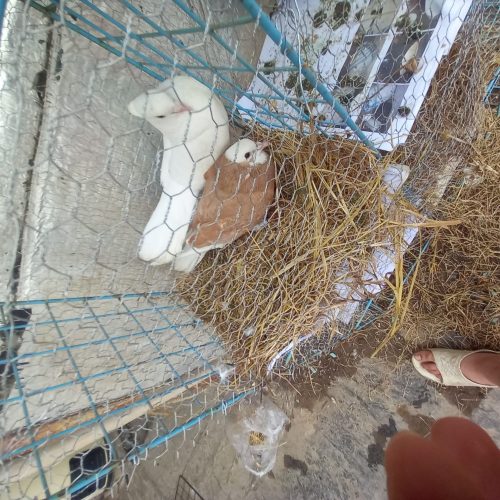 جفت کبوتر کاکل