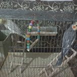 جفت عروس هلندی