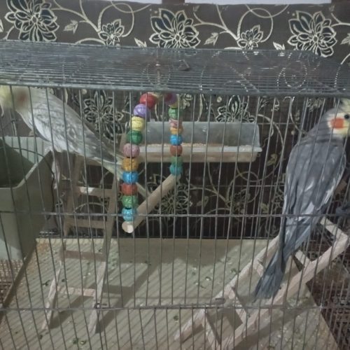 جفت عروس هلندی