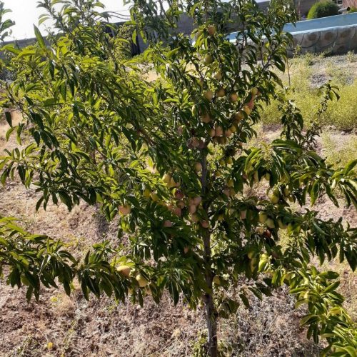 باغی در علیشاه