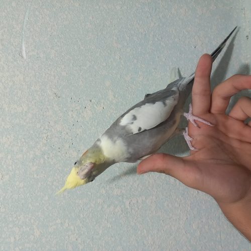 عروس هلندی  سخنگو و دستی سالم سالم