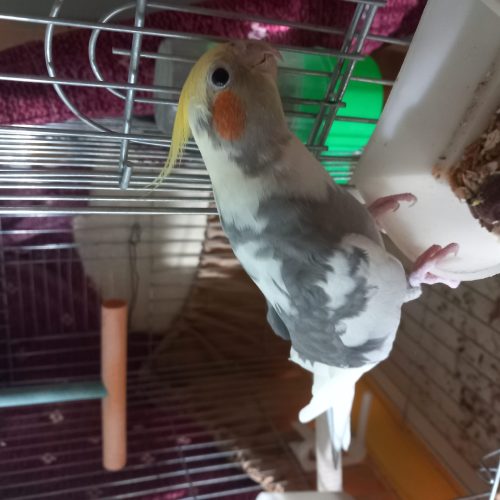 عروس هلندی  سخنگو و دستی سالم سالم