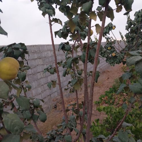 باغ حسین آباد علویجه