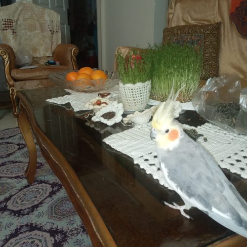 عروس هلندی گم شده