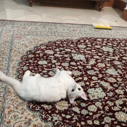 دو گربه ناز و بغلی