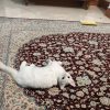 دو گربه ناز و بغلی