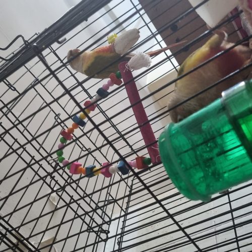 طوطی گریچینگ آناناسی