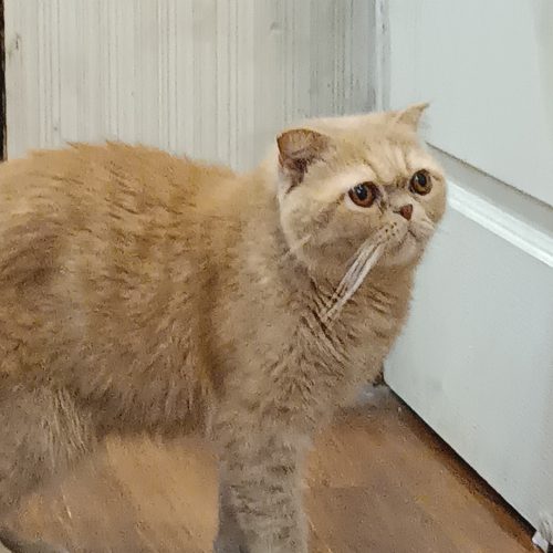 واگذاری اسکاتیش