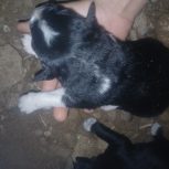 سگ لاس و2عدد توله اصل نژاد قدرجونی