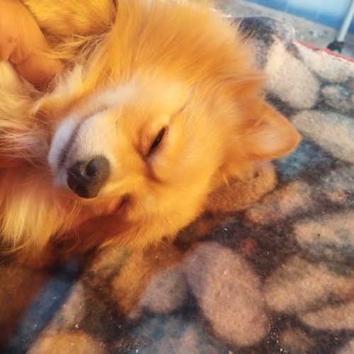 توله سگ پامر عروسکی