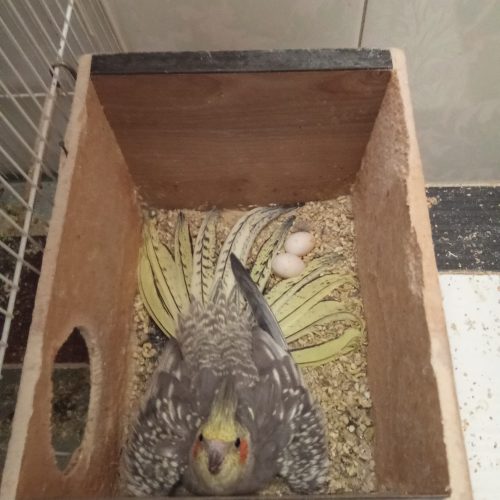 فروش عروس هلندی