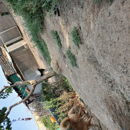 دوعدد سگ نژاد دار افغان