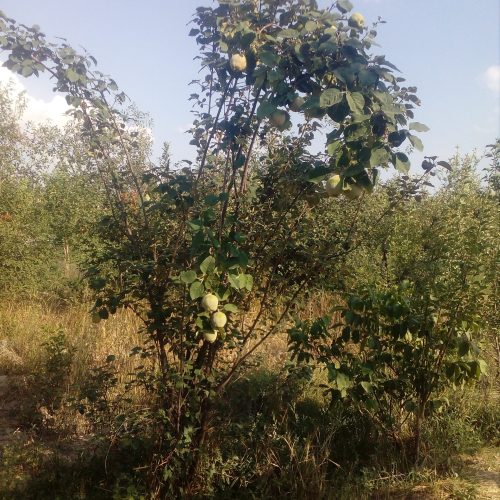 فروش یک قطعه باغ