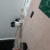 سګ خانګی تربیت شده نر اسمش جمی هست