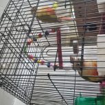 طوطی گریچینگ آناناسی