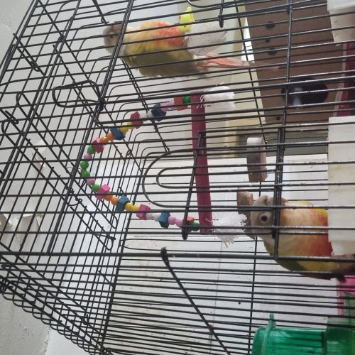 طوطی گریچینگ آناناسی