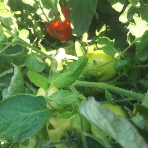 اجاره زمین گوجه