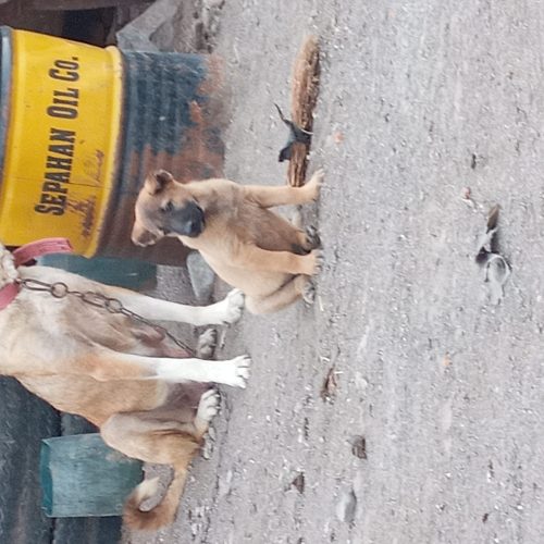 توله سرابی 40 روزه