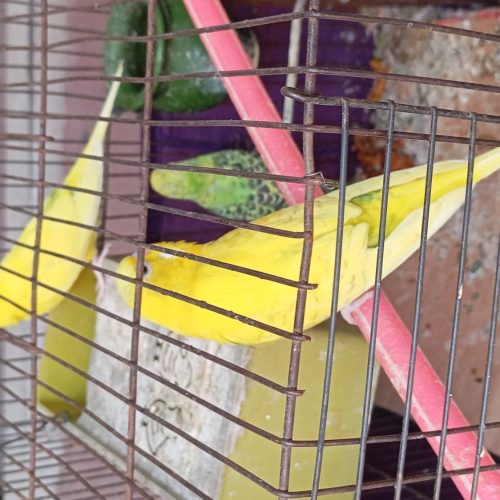 دوجفت مرغ عشق