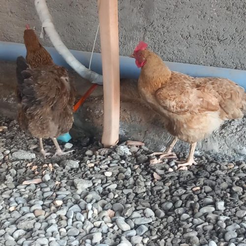 دو عدد مرغ ماده