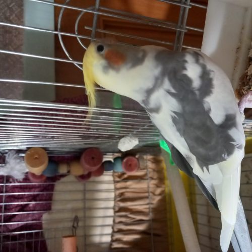 عروس هلندی  سخنگو و دستی سالم سالم