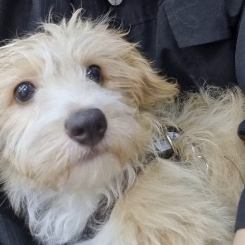 واگذاری رایگان