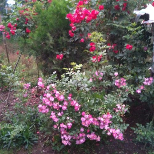 فروش، یک باب خانه ویلایی 13/300متر زمین سندار
