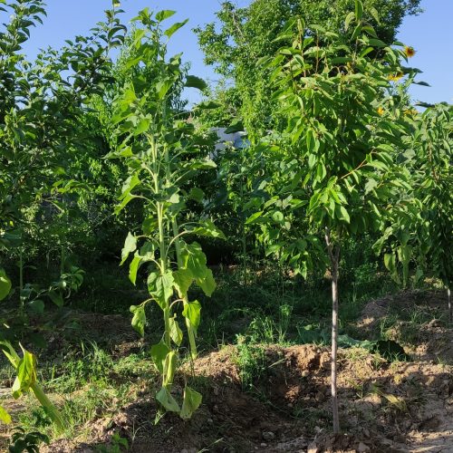 باغچه سرسبز اندرخ