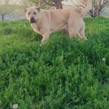 سگ سرابی 2 ساله