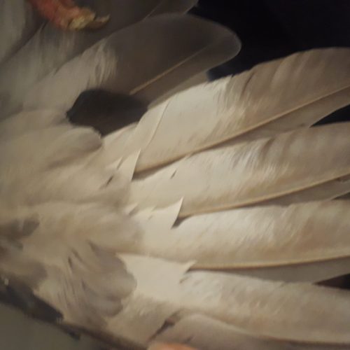 کفتر سالم جلد المانی