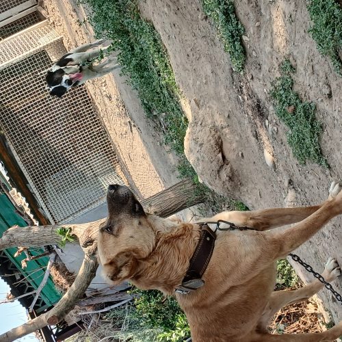 دوعدد سگ نژاد دار افغان