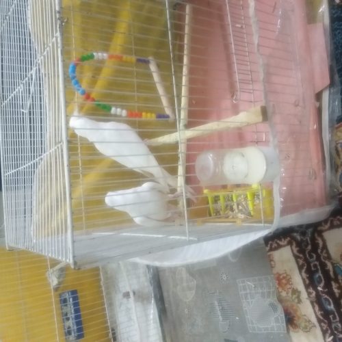 جفت عروس هلندی البینو چشم شرابی