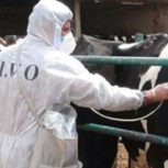 درمان دام وحیوانات