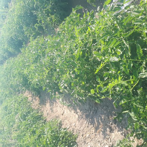 اجاره زمین گوجه