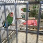 کوتوله صورت هلویی مولد با جوجه و قفس