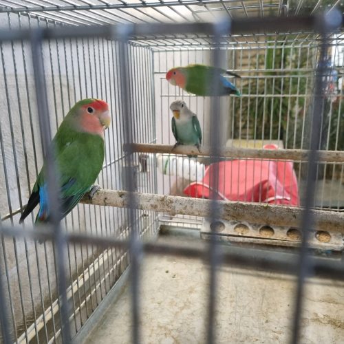 کوتوله صورت هلویی مولد با جوجه و قفس