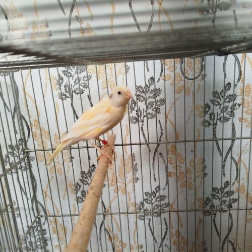 قناری ماده سرخ