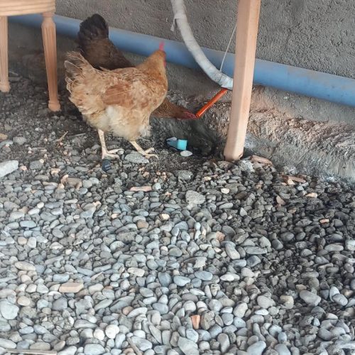 دو عدد مرغ ماده