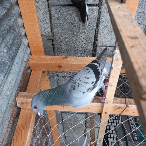 کبوتر مسافتی