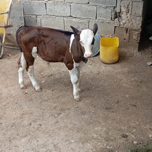 گوساله نر دو ماه