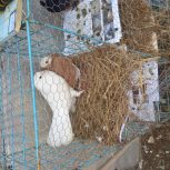 جفت کبوتر کاکل