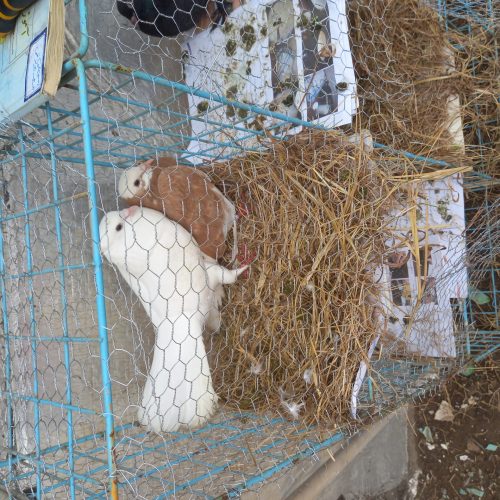 جفت کبوتر کاکل